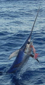 Deep  Fishing Florida Keys on Florida Keys Fishing   Key West Fishing Info From The Official Florida