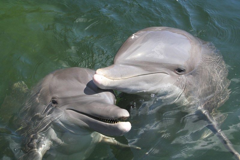 Find Key West Dolphin Tours Here At Fla-keys.com, The Official Tourism 