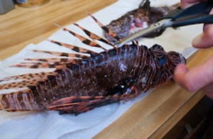 Spines, the only venomous parts of the lionfish, are removed before cooking preparation to eat. 