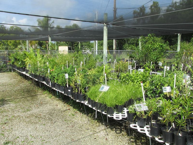 Image for Native Plant Sale at the Key West Tropical Forest & Botanical Garden