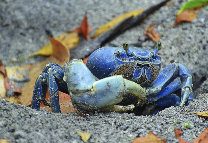 Image for Long Key State Park presents: Crabs, Our Cleaning Crustaceans
