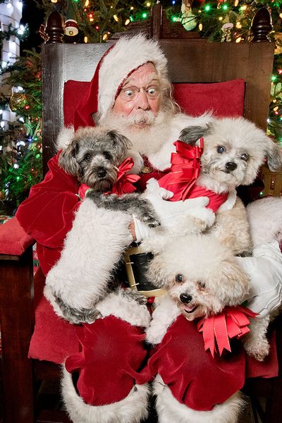 Image for Pet Pictures with Santa