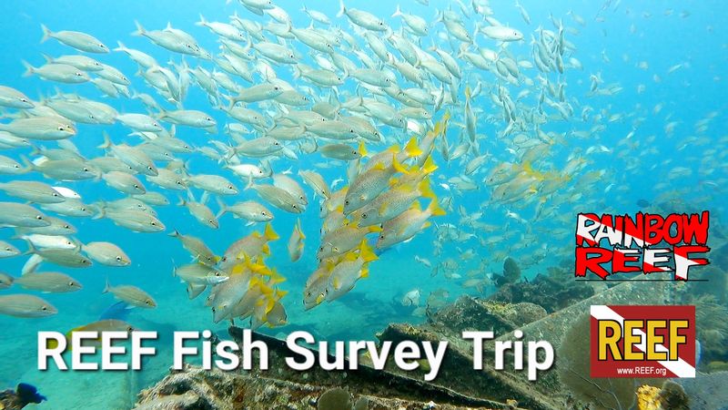 Image for REEF Citizen Science Fish Survey Dive Trip