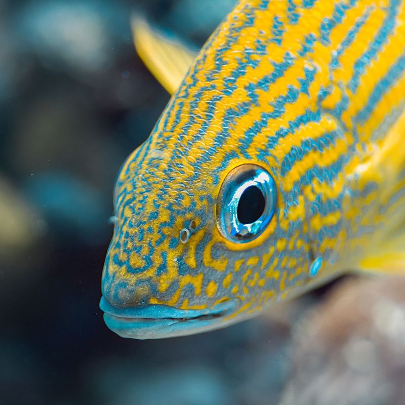 Image for John Pennekamp Coral Reef State Park: REEF Fish ID Talk