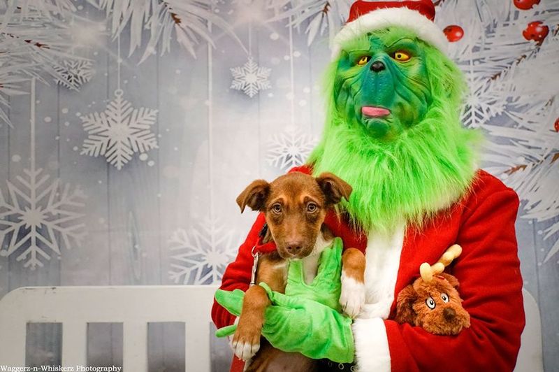 Image for Key West Pet Pictures With the Grinch
