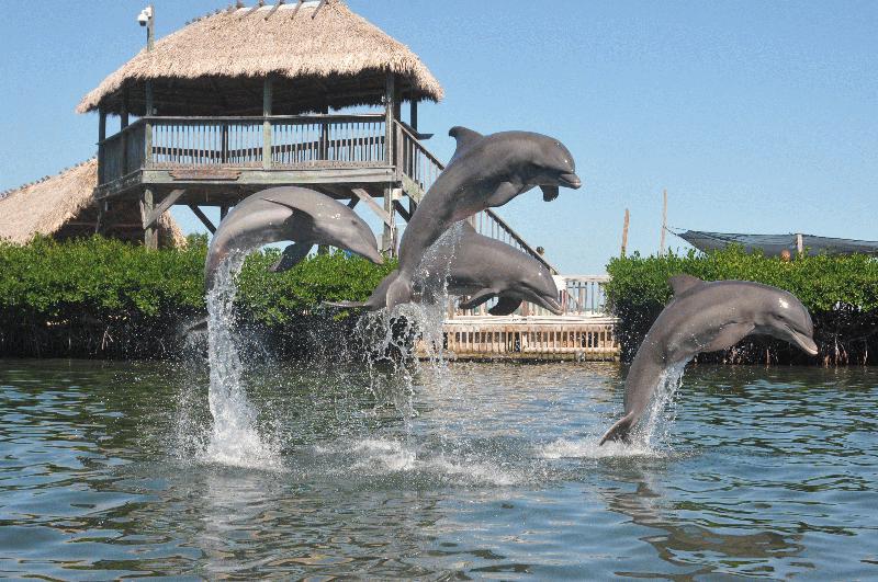 Miami Dolphin Activities: Dolphin Tours in [placeName