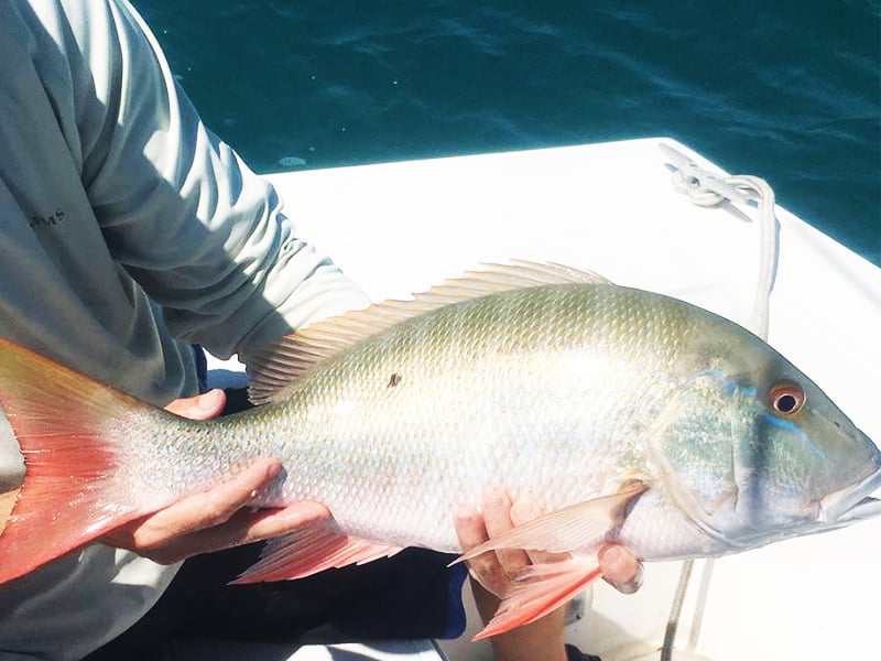 Shallow Water Mutton Snappers - Fishing Key West