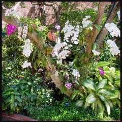 KEY WEST GARDEN CLUB AT HISTORIC FORT WEST MARTELLO TOWER - Image 3