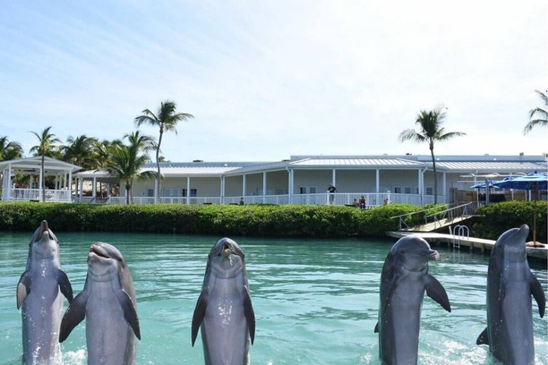 Dolphin Connection at Hawk's Cay - Image 2