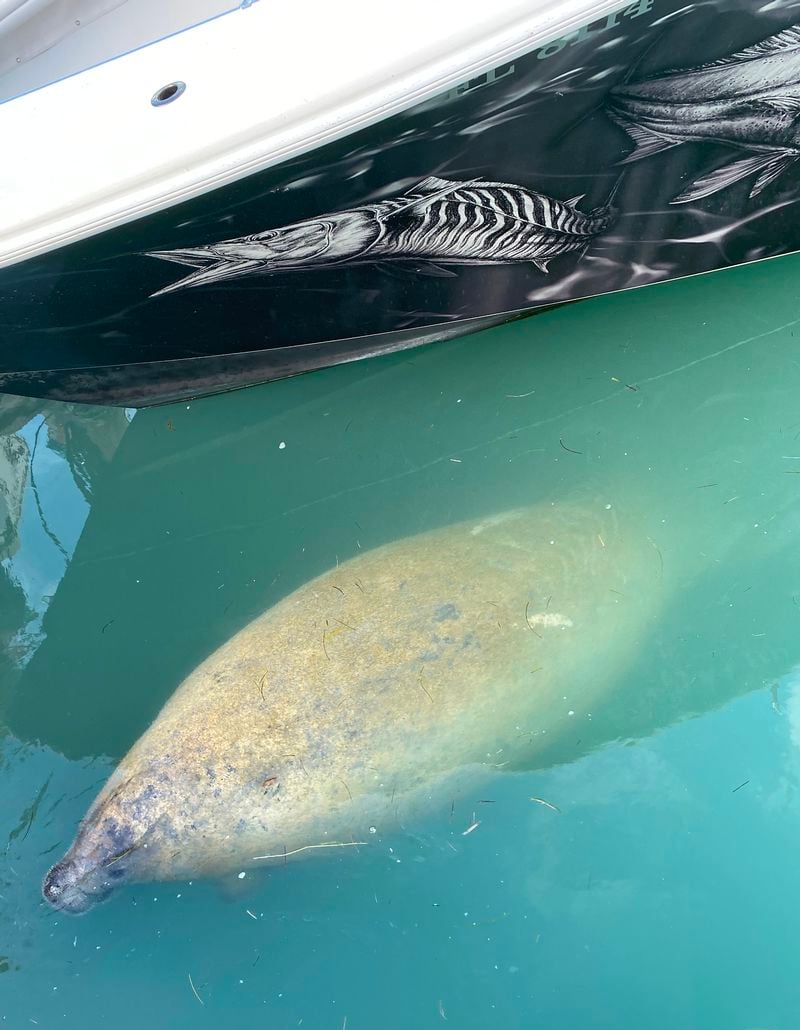 TWO CONCHS SPORTFISHING CHARTERS - Image 4