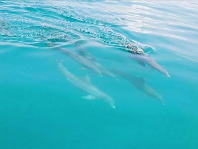 BAREFOOT BILLY'S DOLPHIN & SNORKEL - Image 1