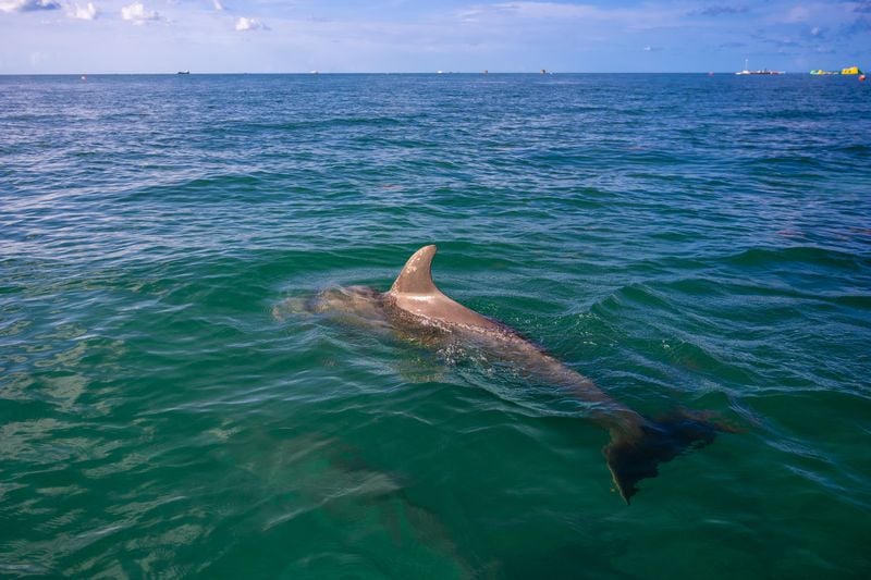 Dolphin Safari Charters - Image 2