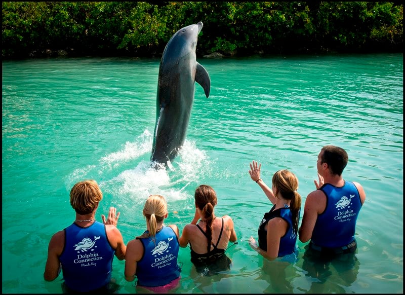 Dolphins Chasing Dolphins - Florida Sportsman