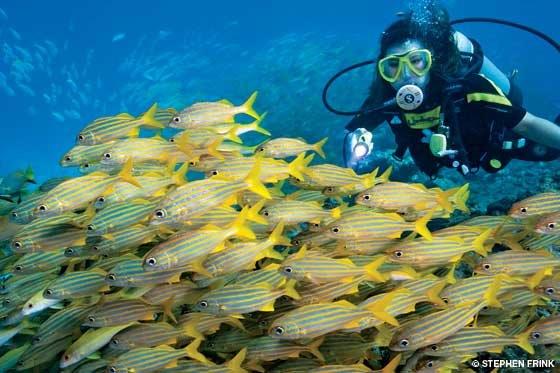 Key West Scuba Diving — Official PADI® 5 Star Center‎