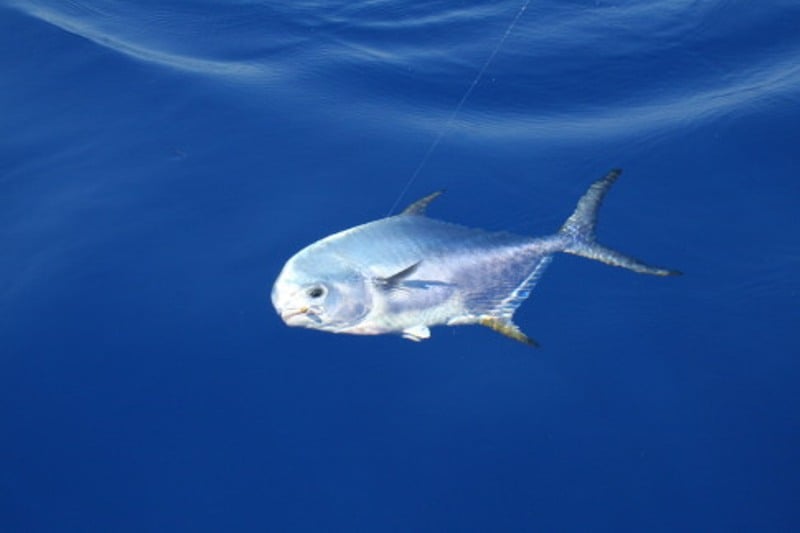 BUD N MARYS FISHING MARINA - Image 3