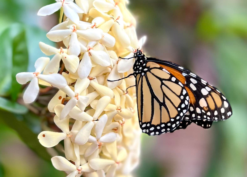 Image for Garden Tours hosted by The Garden Club