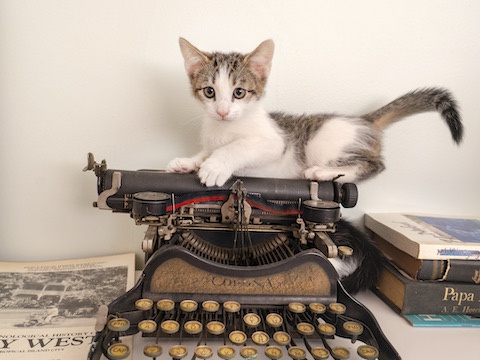 A cat dubbed Leonardo da Vinci rests atop an antique typewriter