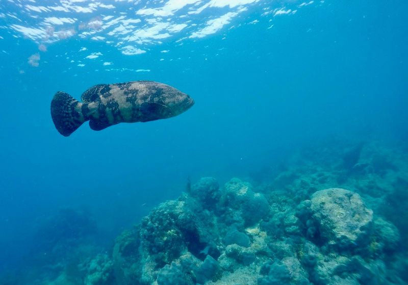 Scuba Diving Snorkeling in Lower Keys Florida Keys 