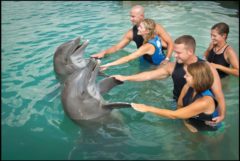 dolphin tours marathon fl