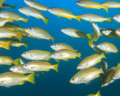 School of Yellowtail Fish Underwater in Key Largo