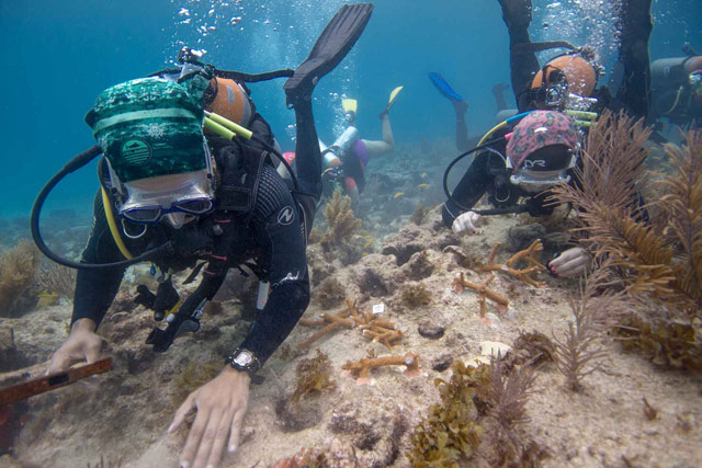 Join a Coral Restoration Dive Workshop