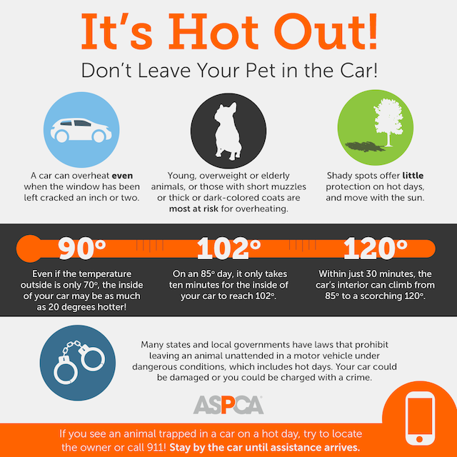 ASPCA infographic: Don't leave your pet in the car