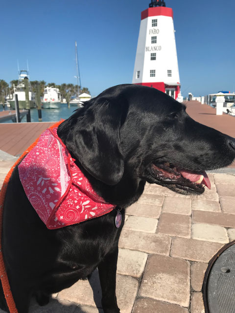 Dog in Key West