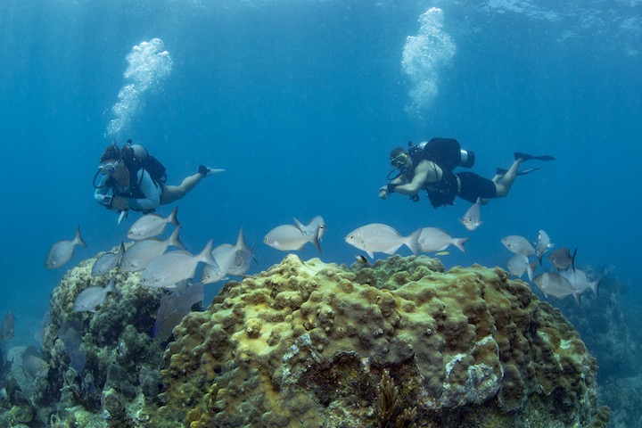 Scuba divers swimming over a coral reef and fish