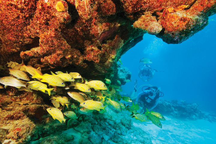 Scuba divers looking at a coral reef and fish