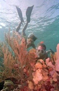 Key Largo Snorkelers