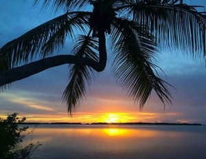 Sunset palms Andy