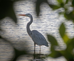 Blue heron Florida Keys