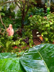 Key West Butterfly Conservatory