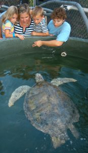 Marathon Turtle Hospital Florida Keys