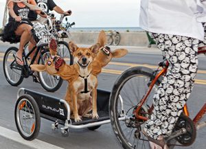 zombie bike ride key west dog