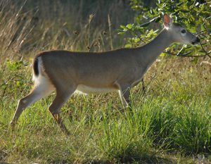 Key Deer Lower Keys