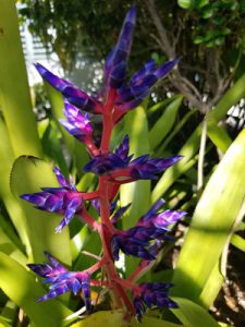 Kona Kai flowers Florida Keys