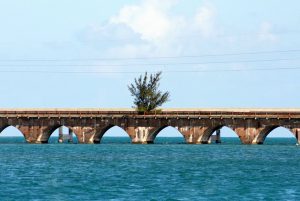 Tree on Florida Keys Old Seven Mile Bridge