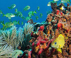 Florida Keys reef fish