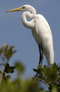 Great White Heron Key Largo Florida Keys