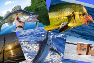 Fish collage