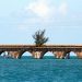 Tree on Florida Keys Old Seven Mile Bridge