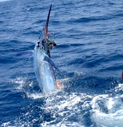 blue marlin jump web - Keys Voices | The Florida Keys & Key West Blog