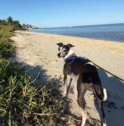 blog dog enjoying the beach - Keys Voices | The Florida Keys & Key West