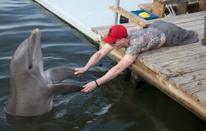 Soldier dolphin Florida Keys