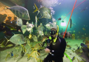 diver at Florida Keys Aquarium Encounters