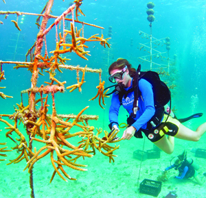 Coral restoration Florida Keys