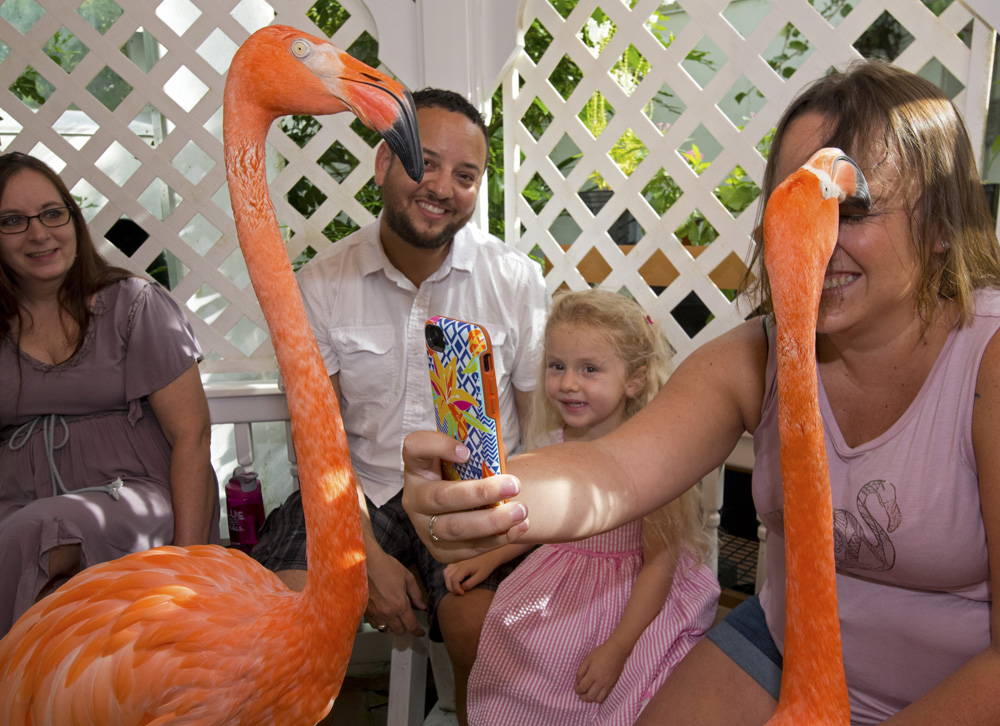 Flamingle Encounter Enchants Flamingo Fans In Key West