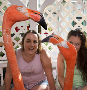Flamingo encounter Key West