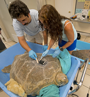Sea turtle fitted with tracking device Florida Keys